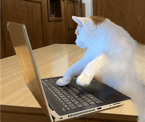 cat playing keyboard gif|cat typing on keyboard gif.